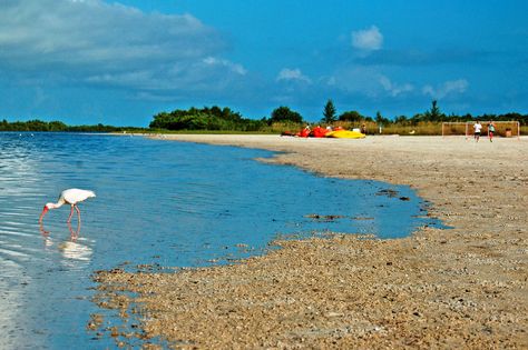 Tigertail Beach Park | Naples, Marco Island & Everglades Matagorda Beach Texas, Florida Panhandle Beaches, Haulover Beach Florida, Henderson Beach State Park, Florida Tourism, Beach Equipment, Seven Mile Beach Negril, Beach Place, Garden Picnic