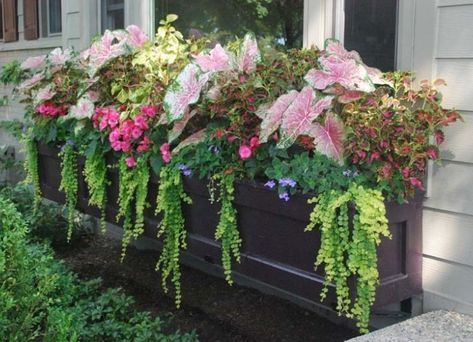 Shade Annuals, Window Box Plants, Window Box Garden, Summer Planter, Window Box Flowers, Creeping Jenny, Flower Window, Window Planter Boxes, Shade Flowers