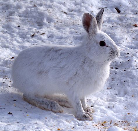 Talk about a shocker! Snowshoe Rabbit, Canada Lynx, Snowshoe Hare, Rabbit Hunting, Forest Ecosystem, Rabbit Eating, Wild Rabbit, Boreal Forest, Scavenger Hunt For Kids