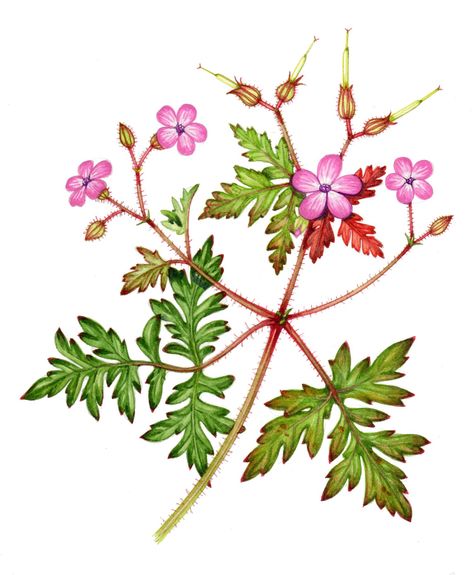 Geraniums, Crane's-bills and Stork's-bills - Lizzie Harper Geranium Pratense, Geranium Sanguineum, Cranesbill Geranium, Potted Geraniums, Hardy Geranium, Magenta Flowers, Cow Parsley, Crane Bird, Botanical Illustrations