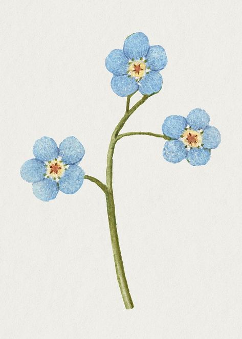 Creeping forget me not flower illustration | premium image by rawpixel.com / Aom W. Forget Me Not Illustration, Forget Me Not Flower, Free Illustration Images, Antique Artwork, Flower Illustration, Forget Me Not, Free Psd, Vintage Images, Free Image