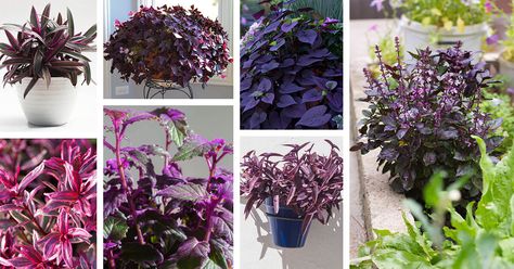 Purple Leaf Plants, Indoor Plant Ideas, Outdoor Firewood Rack, Ti Plant, Green Veins, Full Sun Plants, Flower Bed Ideas, Purple Plants, Vintage Garden Decor