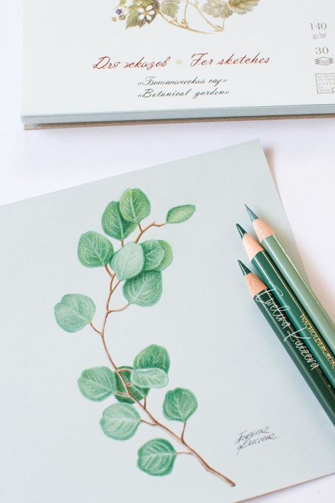 #eucalyptus #plant #leaf #leaves #boho #scandi #artist #art #drawing #illustration #green #coloredpencils #polychromos #stepbystep #tutorial #lesson #small #nature #flora #realistic #branch #realism #traditionalart #blog #blogger #artlesson #free #online #draw #illustrator #greenpaper #mint #palegreen #fabercastell #palazzopaper #square Basic Colour Pencil Drawing, Pencil Colour Leaf Drawing, Leaf Tutorial Drawing, Colored Pencil Plant Drawing, Realistic Plant Drawing, Draw With Colored Pencils, Pencil Plant, Draw Plants, Drawing Plants