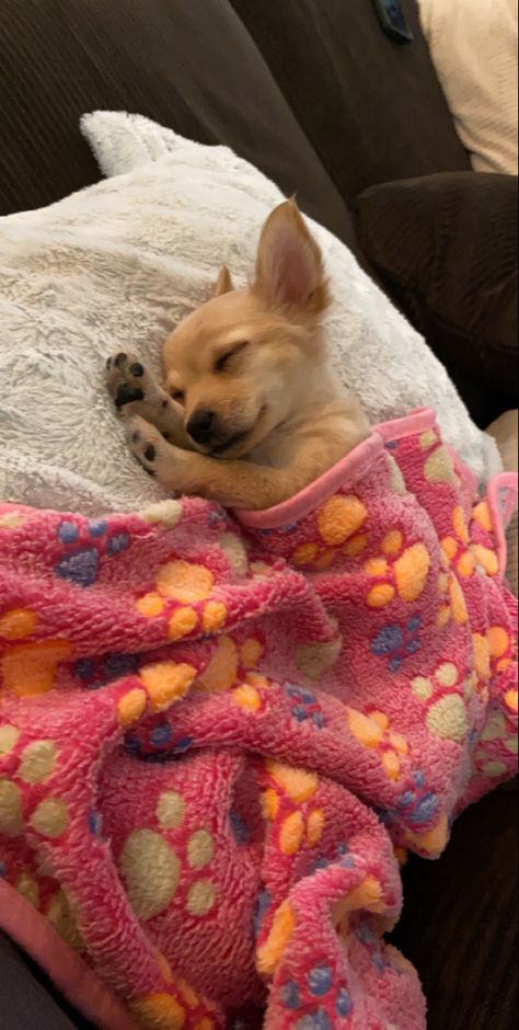 Chiuahaha Aesthetic, Cute Chiuahaha, Dog Mood Pics, Big Chihuahua, Chihuahua Aesthetic, Cute Chihuahuas, Long Haired Chihuahua Puppies, Wholesome Dog, Long Hair Chihuahua