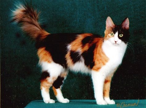 Jellylorum (Calico and white Angora) Angora Cat, Turkish Angora Cat, Purebred Cats, Turkish Van, Angora Cats, Turkish Angora, Cat With Blue Eyes, Gorgeous Cats, Animal Jam