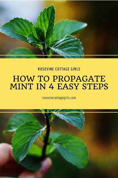 Propagating Mint, Propagate Mint, Peppermint Herb, Plant Parenting, Mint Plant, Mint Herb, Asparagus Plant, Peppermint Plants, Lucky Plant