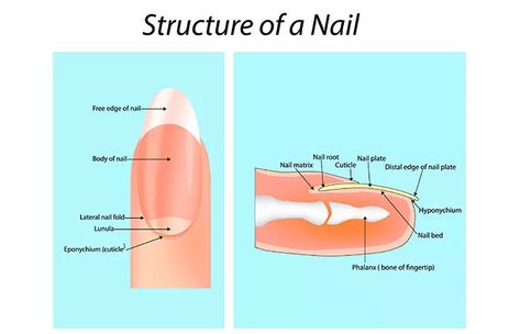 Do You Have White Spots (Half Moon) On Your Nails? Here’s What They Mean Moon On Nails, Moons On Fingernails, Half Moon Meaning, Overactive Thyroid, Moon Meaning, Half Moons, What Is Science, Brittle Nails, Physical Wellness