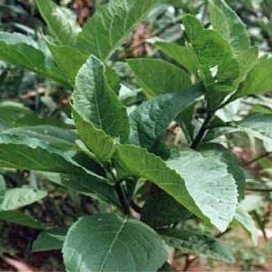 Bitter Leaf Benefits, Vernonia Amygdalina, Hibiscus Tea Benefits, Leaf Health, Chances Of Pregnancy, Ginger Plant, Tropical Africa, Plant Benefits, Ginger Benefits