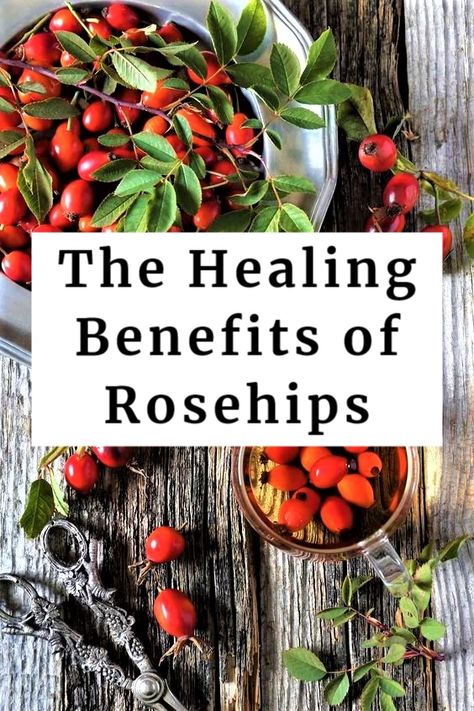 Rosehips are full of high vitamin C levels - higher in vitamin C than even citrus fruits - packed with antioxidants, vitamin E, vitamin K, & minerals like calcium, magnesium, & zinc.   All these vitamins & nutrients make rosehips great at supporting the immune system, healing, & protection against diseases. Rosehips also make an amazing oil which is one of my favorite oils to use for my skin. Rosehip oil is an great anti-aging oil and helps reduce wrinkles, fine lines, and even scars! Benefits Of Rose Hips, Rose Apples, Prevent Sickness, What's Up Doc, Vitamin C Benefits, Apple Roses, Rose Hips, Boost Immune System, Doctorate