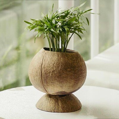 Pedestal Planter, Coconut Shell Crafts, Coconut Shells, Wood Urn, Coconut Bowl, Urn Planters, Shell Crafts Diy, Garden Crafts Diy, Decoration Plante