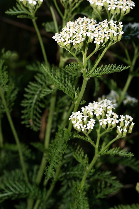 Common yarrow Yarrow Aesthetic, Herb Identification, Common Yarrow, Cottagecore Tattoo, Yarrow Plant, Yarrow Flower, English Flowers, Lawn Alternatives, English Country Gardens