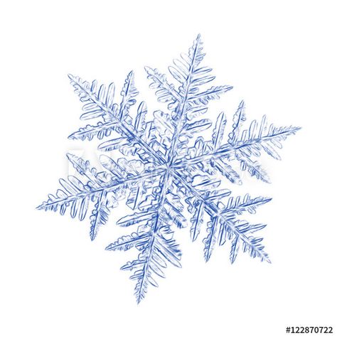 Pencil drawing: blue snowflake on white background. This sketch based on macro photo of real snow crystal: large stellar dendrite with ornate arms and fine symmetry. Norse Female Names, Snow Tattoo, Snowflake Wallpaper, Snow Flake Tattoo, Snowflakes Drawing, Snowflakes Real, Drawing Blue, Snow Crystal, Macro Photos