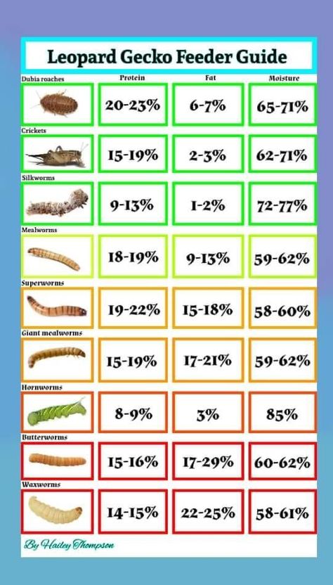 Gecko Hammock Diy, Leopard Gecko Needs, Cool Leopard Gecko Tanks, Leopard Gecko Feeding Chart, Gecko Hides Diy, Leaped Gecko Tank Set Up, Leopard Gecko Habitat Diy, Leopard Gecko Terrarium Ideas Bioactive, Leopard Geckos Habitat Ideas