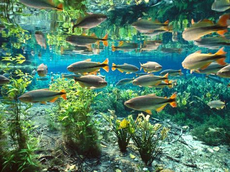 Bonito in western Brazil - 10 Amazing Destinations for Eco-Travel Eco Travel, Freshwater Aquarium, Aquatic Plants, Amazing Destinations, Wonderful Places, Sea Life, Wonders Of The World, South America, Places To Travel