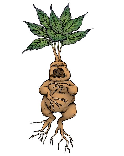 A little drawing of a mandrake I did! My friends and I have been really into Harry Potter again lately and I'm feeling really nostalgic for the first 2 films  #mandrake #harrypotter #plants #art #design #illustration #clipstudio #paisleydrawrs #painting  #conceptart #visdev #visual development #drawing #artist #fanart Harry Potter Plants, Harry Potter Mandrake, Harry Potter Creatures, Harry Potter Sketch, Harry Potter Art Drawings, Harry Potter Painting, Harry Potter Stickers, Anniversaire Harry Potter, Harry Potter Tattoos