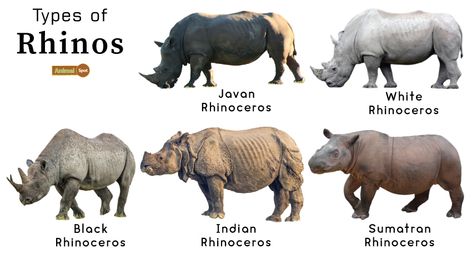 Rhino Facts, Types, Diet, Reproduction, Classification, Pictures Rhino Facts, Javan Rhinoceros, Sumatran Rhinoceros, Rhino Pictures, Rhino Species, Sumatran Rhino, Indian Rhinoceros, Rhino Animal, Black Rhinoceros