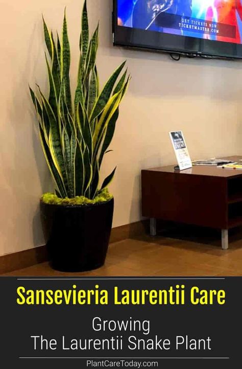 Sansevieria Laurentii snake plant is slow-growing and long-lived, with tall, stiff, lance-shaped leaves, dark green striped in the center with broad, creamy yellow stripes. Excellent as an indoor… More Snake Plant Laurentii, Variegated Snake Plant, Snake Plant Decor, Sansevieria Laurentii, Winter Flower Arrangements, Snake Plant Care, Sansevieria Plant, Houseplant Care, Sansevieria Trifasciata