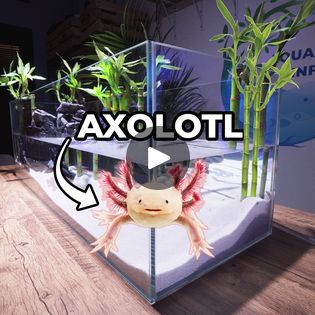 Axolotl Tank Ideas, Axolotl Care, Aqua Scape, Axolotl Tank, Lucky Bamboo, Fish