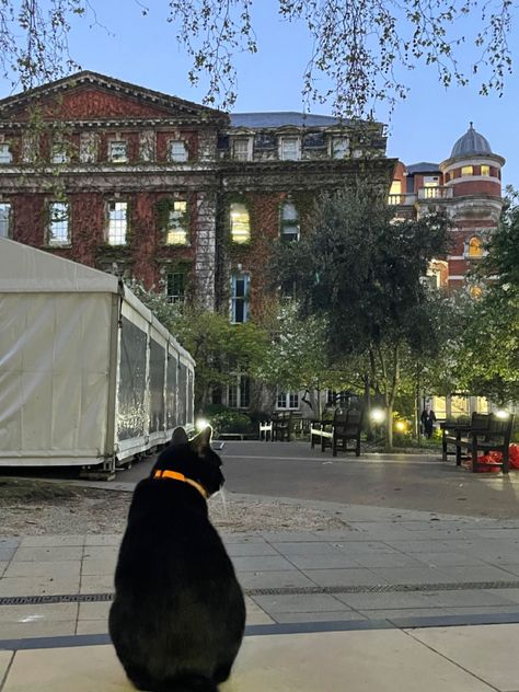 Heres a shot from my 5am photoshoot with Lenny on Guy’s campus. Can i just say what a poser!!!! <3 he has my whole heart #cats #cat #kingscollegelondon #kcl #london #sinacore Kings College London Guys Campus, Kcl London Aesthetic, Kings College London Aesthetic, Kcl London, Romanticising Winter, Kings College London, Life Romanticized, Heart Cats, Kings College