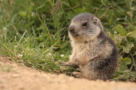 Marmot/Marmottes | Gallery Baby Groundhog, Groundhog Day Activities, Male Deer, Singular And Plural, Deer Family, Woodland Friends, Kawaii Animals, Silly Animals, On The Moon