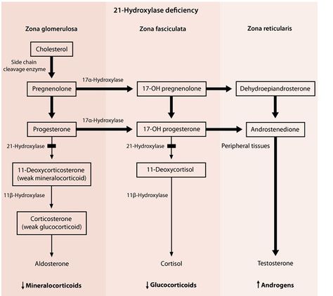 Adrenal Hyperplasia, Congenital Adrenal Hyperplasia, Nclex, Test Preparation, Test Prep, Medical