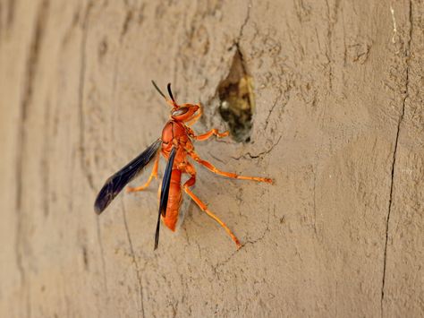 Beware the Alabama Red Wasp Red Wasp Sting, Red Wasp, Wood Wasp, Wasp Deterrent, Red Wasps, Red Bee, Wasp Traps, Wasp Stings, Fork In The Road