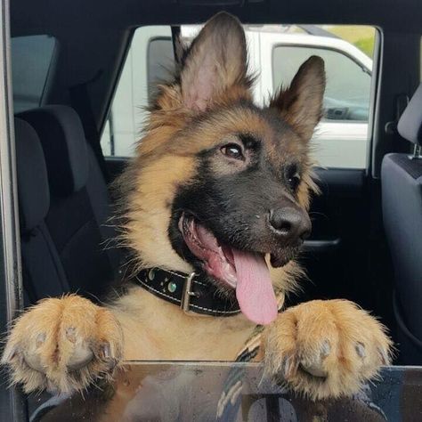 King Shepherd, German Sheperd Dogs, German Shepherd Pictures, Gsd Puppy, German Shepards, Gsd Puppies, Shepherd Puppy, Shepherd Dogs, Baby Puppies