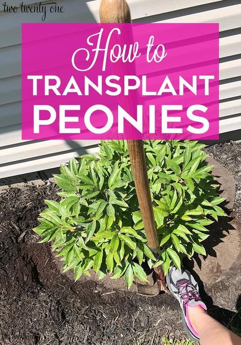 Transplanting Peonies - How to Transplant Peonies! #peonies #peoniesgarden Peony Plant Care, Best Time To Transplant Peonies, Peony In Landscaping, Transplanting Peonies Fall, How To Split Peonies, Peony Planting Tips, Planting Peonies In Spring, How To Divide Peonies, Planting Peonies In The Fall