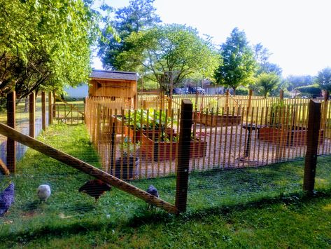 Farmette Layout, Chickens And Vegetable Garden, Veggie Garden With Chicken Coop, Chicken And Garden Ideas, Enclosed Chicken Yard, Garden With Chicken Run, Chicken In Garden, Chicken Moat Garden, Chicken Coop Vegetable Garden Combo