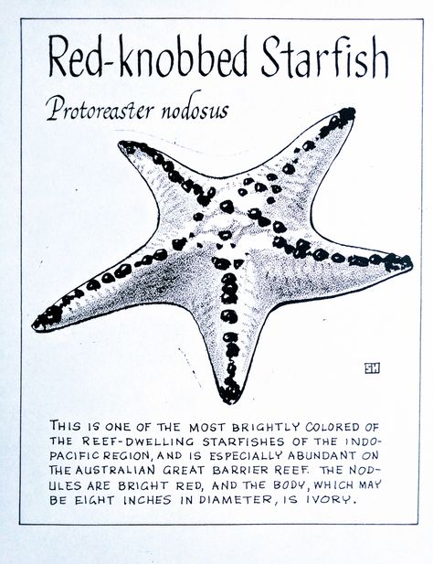 Starfish Facts, Starfish Species, Ocean Facts, Animal Journal, Starfish Story, Sea Drawing, Ui Color, Seahorse Art, Water Creatures