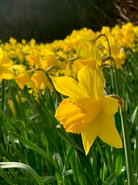 daffodils, cute flowers, yellow flowers, daffodil lockscreen, spring flowers, pretty flowers, flower wallpaper, Daffodil Aesthetic, Daffodils Aesthetic, Golden Daffodils, Vine Flowers, Daffodil Flowers, Flower Growing, Flowers Pretty, Yellow Daffodils, Daffodil Flower