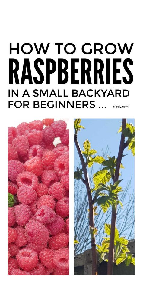 Raspberries In Pots, Rasberry Bushes, Raspberry Growing, How To Grow Raspberries, Grow Raspberries, Raspberry Canes, Growing Vegetables In Pots, Raspberry Bush, Growing Raspberries