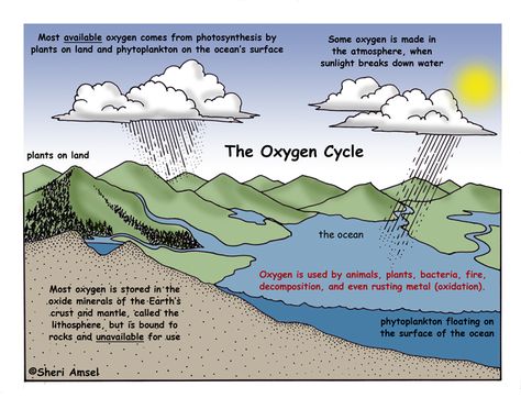 Oxygen Cycle Oxygen Cycle Project, Oxygen Cycle Diagram, Oxygen Cycle, Water Cycle Diagram, Water Cycle Worksheet, The Water Cycle, Nature Science, Ozone Layer, Exploring Nature