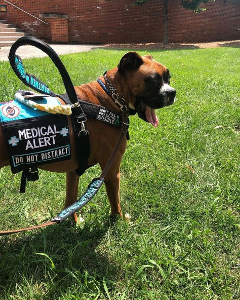 Boxer Service Dog, Doberman Service Dog, Dog Etiquette, Finding Friends, Service Dogs Gear, Service Dog Vests, Dog Mommy, Assistance Dog, Dog Information