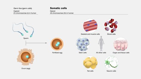 Somatic Cells Somatic Cell, Community Involvement, Blood Cells, Media Images, Stem Cells, The Body, Egg, Media, Human