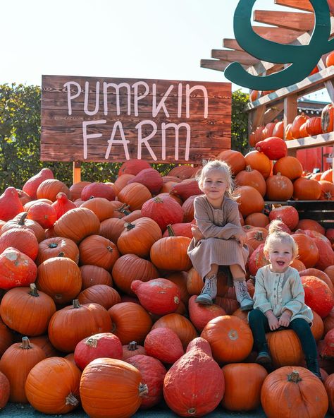 🎃The Pumpkin Patch at Gertrudenhof in Cologne is a must-visit in the fall! Every year they come up with the cutest themes and there’s lots to do for both kids and adults. 🍂 Kids can enjoy the playground, bounce on inflatables, or climb the hay bales. There’s even a ball pit and a small petting zoo! 🐑 🤸‍♀️ While the kids play, you can grab a bite and pick out the perfect pumpkins to take home. A super fun day out! 🎃 Have you ever visited a pumpkin patch? If so, which one is your favorite? 🎃... Pumpkin Farm, Petting Zoo, Cute Themes, Hay Bales, Ball Pit, Fun Day, Kids Play, Which One Are You, Zoo Animals