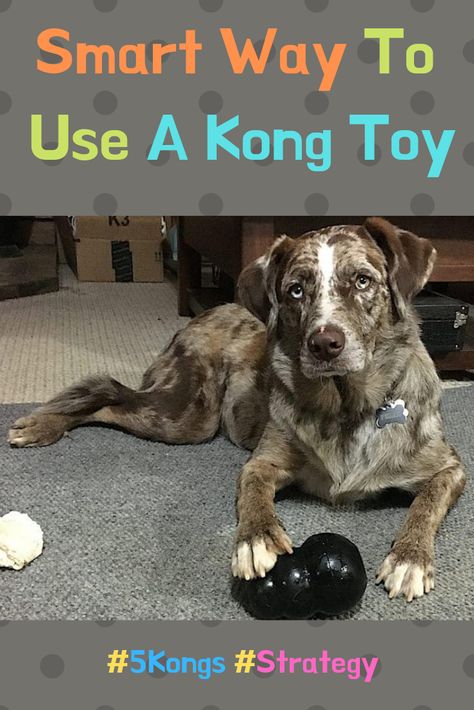 Kong toys are very tough, hollow chew toys available in various “chew levels”, sizes, and for different stages of dog’s life. Click to learn how to use it the smart way! Kong Stuffing, Food Rations, Kong Dog Toys, Dog Hook, Dog Words, Kong Toys, Dog Diy, Toys Ideas, Dog Fun