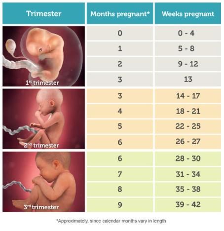 Chart showing the three trimesters, months in each, and how many weeks pregnant you are in each month. First trimester goes from zero to 13 weeks pregnant, in month 3. Second trimester goes from week 14 – also in month three – to 27 weeks, in month 6. Third tri starts in month 6, and goes from 28 weeks to 42 weeks. Pregnancy Timeline, Pregnancy Facts, Pregnancy Calculator, دورة شهرية, 3rd Trimester, Baby Kicking, Pumping Moms, Baby Sleep Problems, Second Trimester