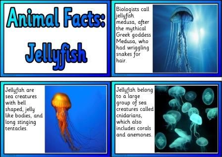 Instant Display Teaching Resources Animal Facts Cards Jellyfish Facts For Kids, Jellyfish Project, Ocean Animals Preschool, Jellyfish Poster, Free Printable Posters, Drawing Jellyfish, Jellyfish Facts, Mermaid Gifs, Diy Jellyfish