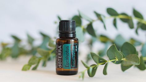 Doterra Eucalyptus, Eucalyptus Oil Uses, Doterra Myrrh, Doterra Lemongrass, Essential Oil Eucalyptus, Doterra Oils Recipes, Eucalyptus Radiata, Myrrh Essential Oil, Gum Trees