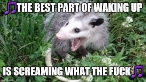 I Am Not A Possum, Possum And Raccoon, Raccoon And Opossum, Possum Memes, Raccoon Memes, Ted Videos, Awesome Possum, Health Memes, Not A Morning Person