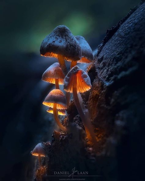 40 Macro Photography Ideas At Home Rustic Bedroom Inspiration, Macro Photography Tips, Outdoor Fall Decor, Environment Photography, Foto Macro, Glowing Mushrooms, Photography Ideas At Home, Nature Environment, Mushroom Pictures