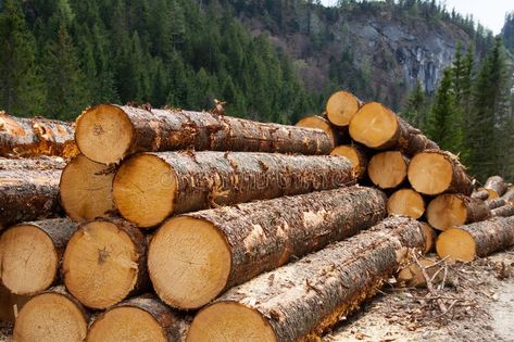 Logging Industry, Types Of Timber, Timber Logs, Lumber Mill, Pine Timber, Old Trees, Birch Ply, Into The Woods, Natural Resources