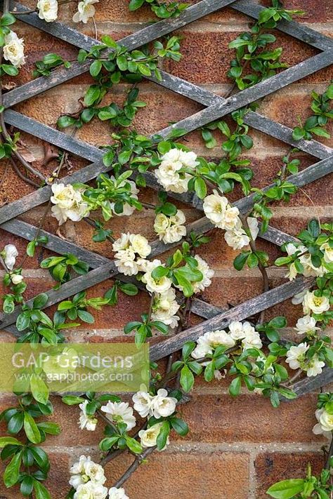 Chaenomeles Speciosa, Japanese Quince, Plant Photography, Mini Garden, Flower Images, Low Light, Quince, Garden Plants, Gap