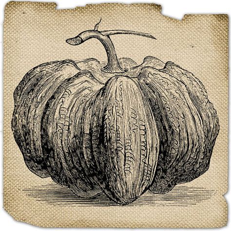 Pumpkin Drawing, Pumpkin Images, Pumpkin Illustration, Vintage Burlap, Printable Downloads, Primitive Fall, Rustic Fall Decor, Fall Deco, Fall Printables