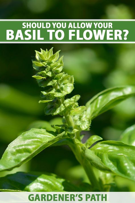 Basil Uses Ideas, Things To Make With Fresh Basil, Healthy Basil Recipes, What To Do With Basil From Garden, Recipes With Fresh Basil Leaves, What To Make With Basil, Basil Plant Care, Basil Care, Prune Basil