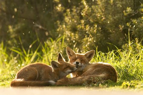 BoredPanda Two Foxes, Foxes Photography, Cute Fox, Red Fox, The Grass, Bored Panda, Beautiful Creatures, Animals Beautiful, Animals Wild