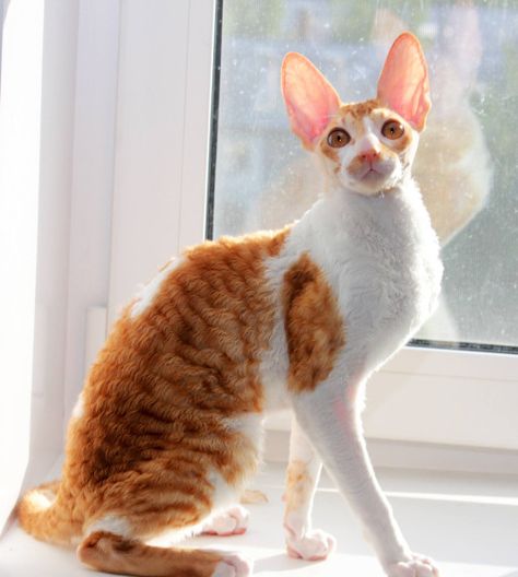 Laurelin Magic Rivendell, red bicolour Cornish Rex