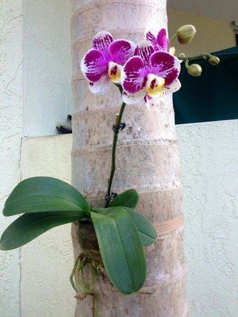 How to attach Phalaenopsis orchids and Vanda Orchids to Palm Trees Mounted Orchids, Orchid Ideas, Getting Attached, Palm Trees Landscaping, Florida Landscaping, Vanda Orchids, Florida Gardening, Growing Orchids, Orchids Garden