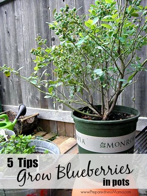 Blueberries In Pots, Garden Berries, Grow Blueberries, Suburban Garden, Creative Gardens, Growing Blueberries, Blueberry Plant, Vegetable Patch, Fig Trees